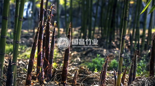 Green Development | Promoting Efficient Utilization and Circular Production of Bamboo Resources